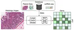 RAG-ST: Retrieval-Augmented Generation for Spatial Transcriptomics